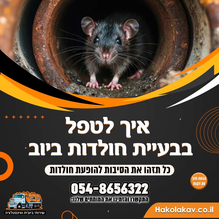 איך לטפל בבעיית חולדות בביוב
